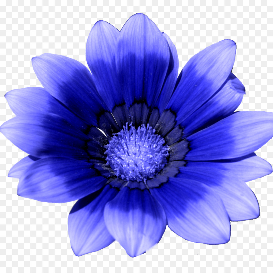 Fleur Bleue，Célibataire PNG