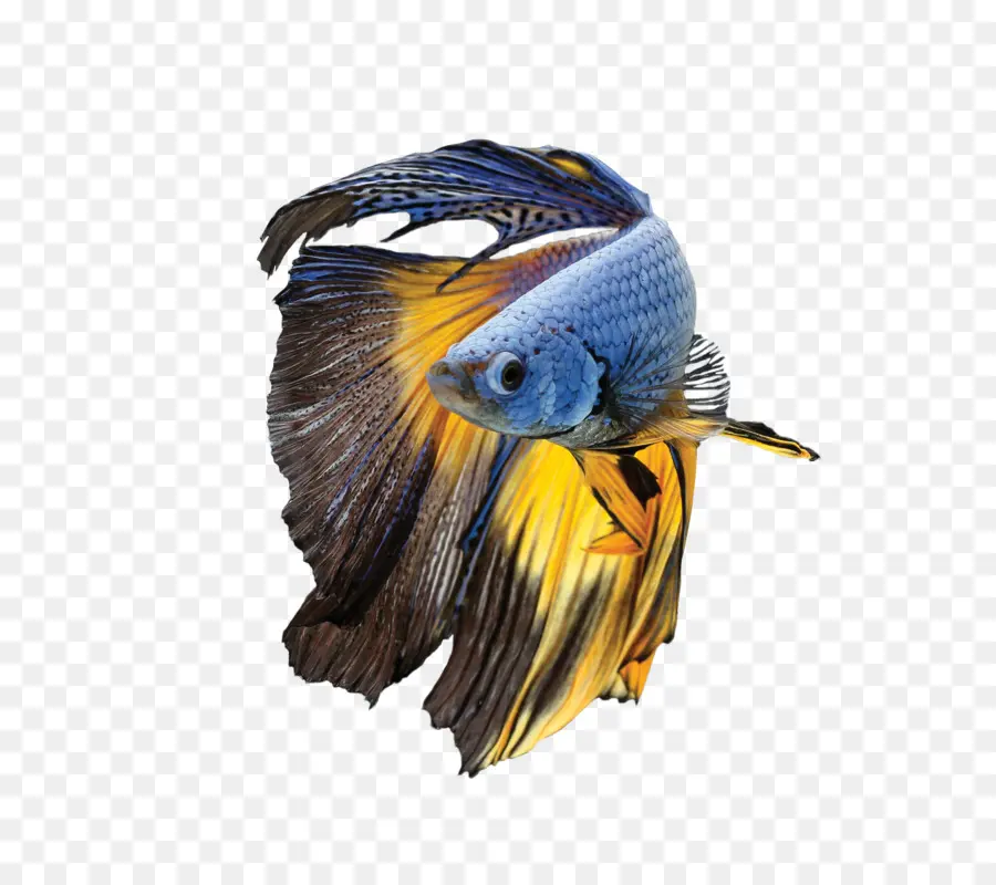 Poisson Betta，Betta PNG