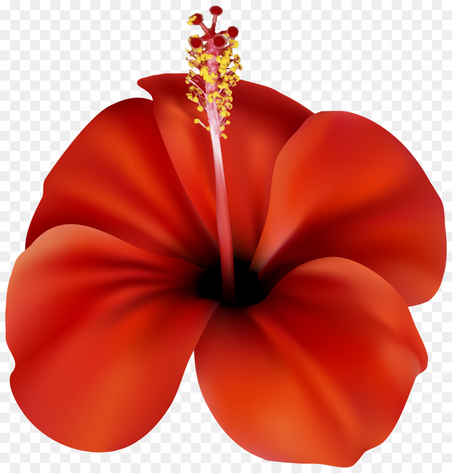 Hibiscus Rouge，Fleurir PNG