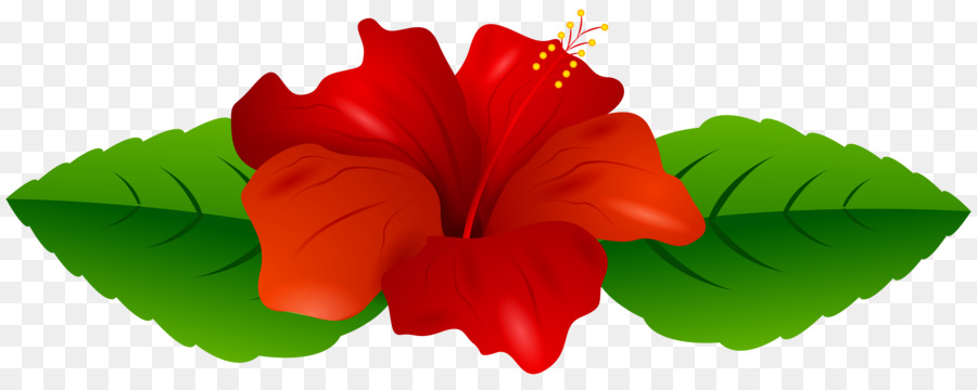 Fleur D'hibiscus，Floraison PNG