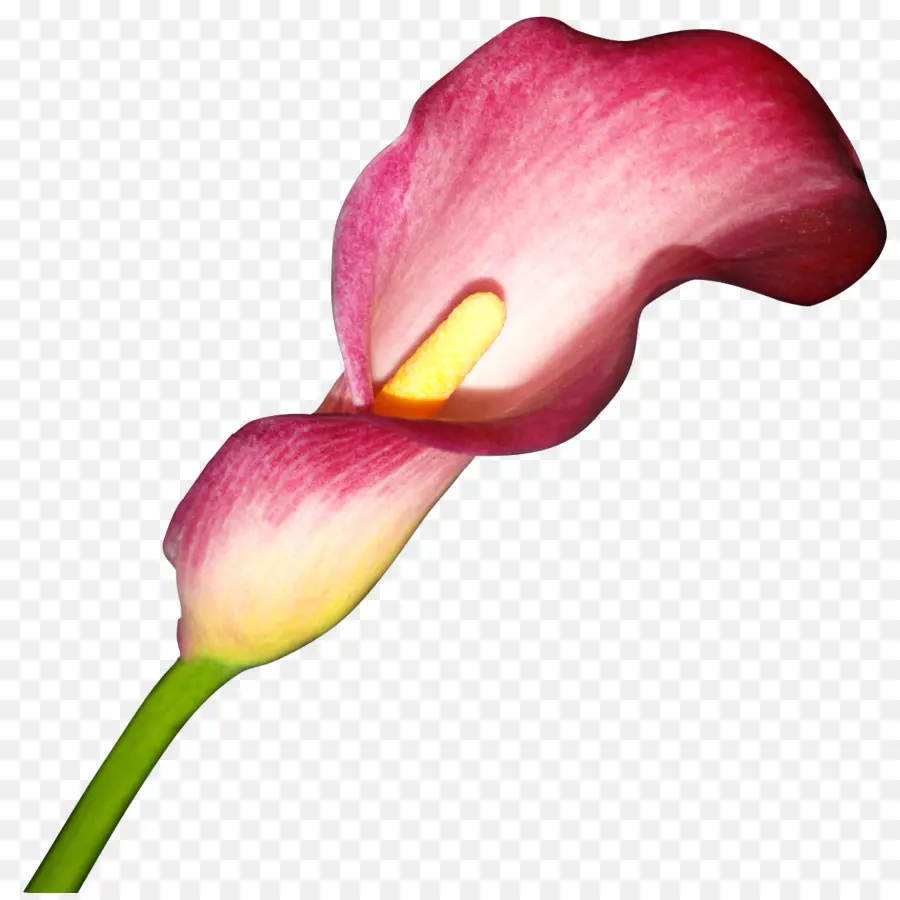 Lys Calla，Rose PNG