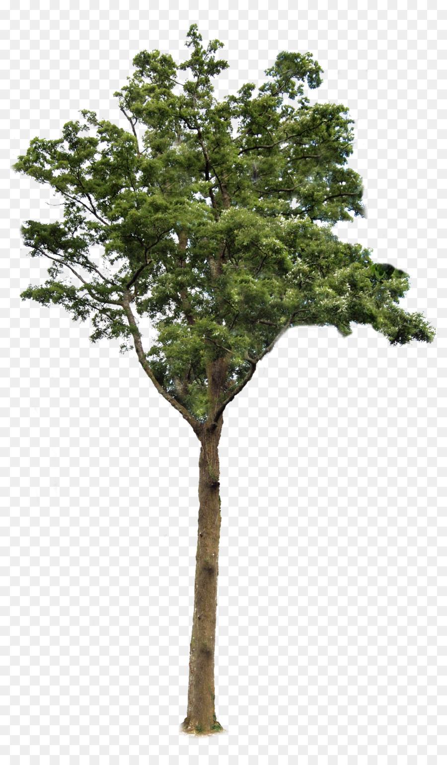 Arbre，Usine PNG