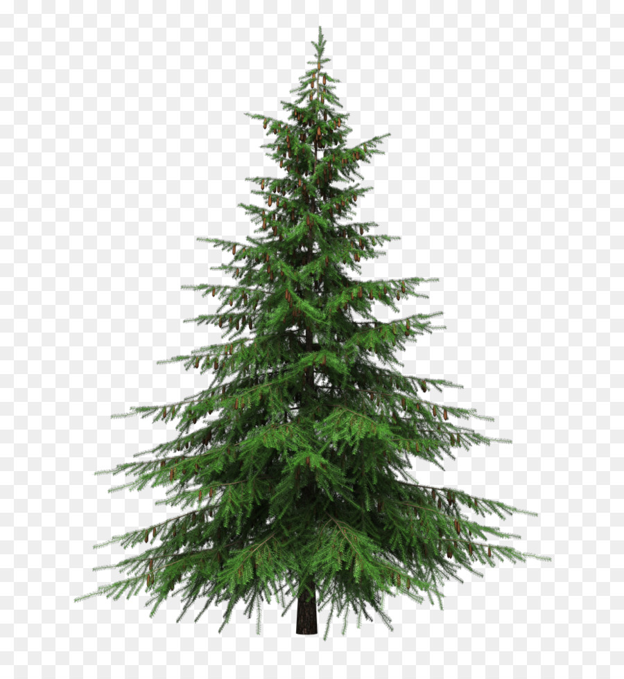 le sapin baumier arbre de noel prelit arbre png le sapin baumier arbre de noel prelit arbre transparentes png gratuit le sapin baumier arbre de noel prelit