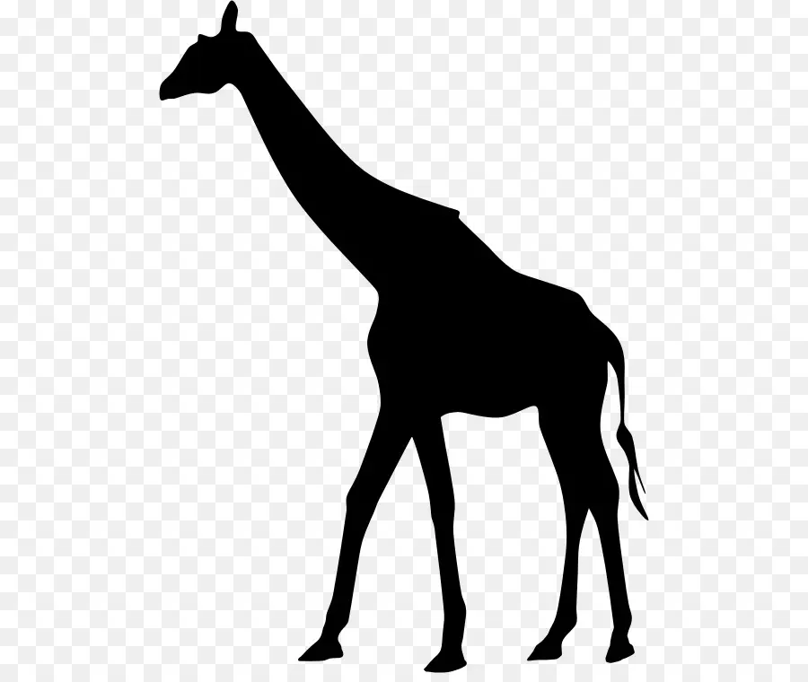 Silhouette De Girafe Noire，Faune PNG