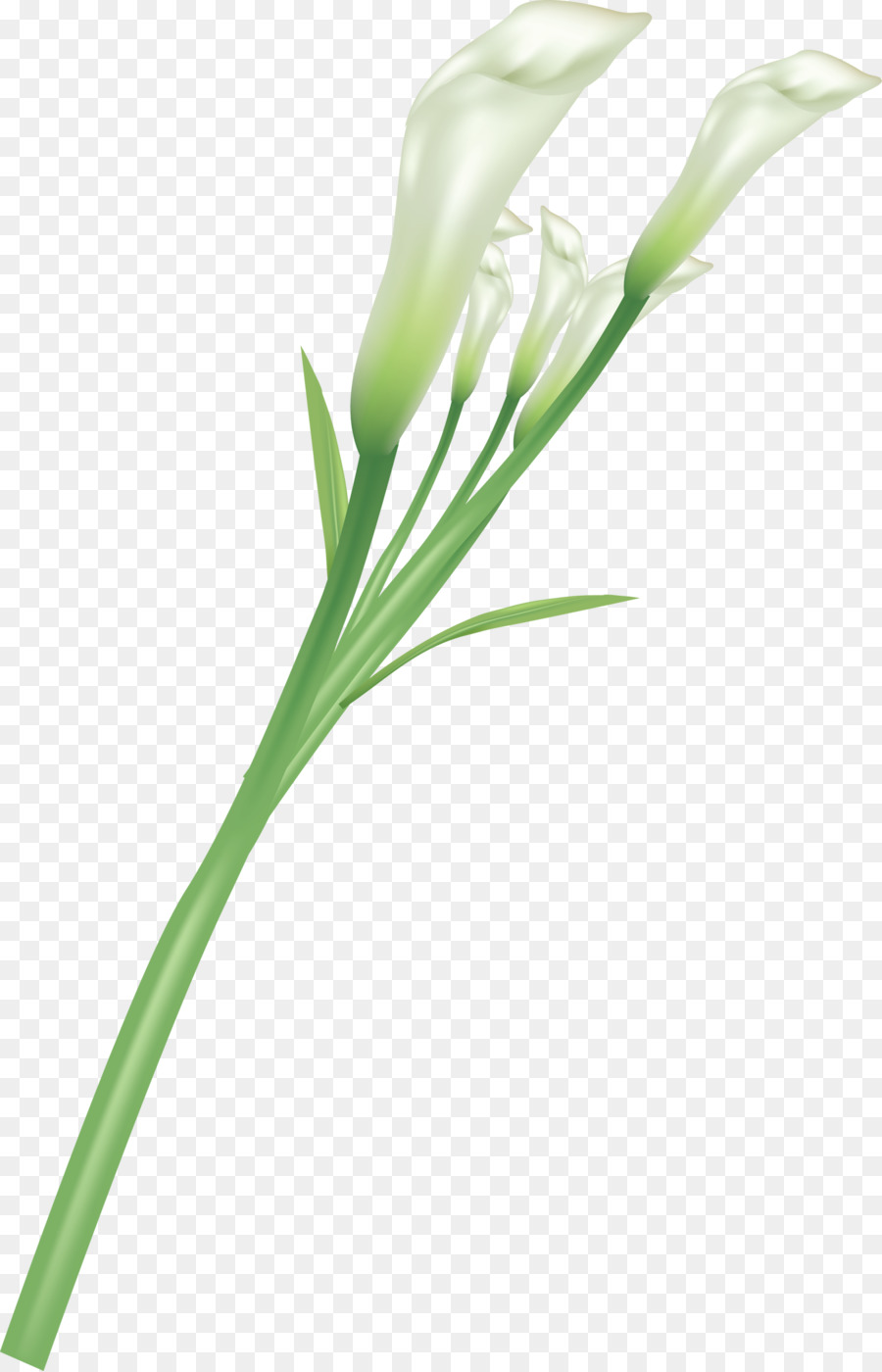 Fleur，Tige PNG