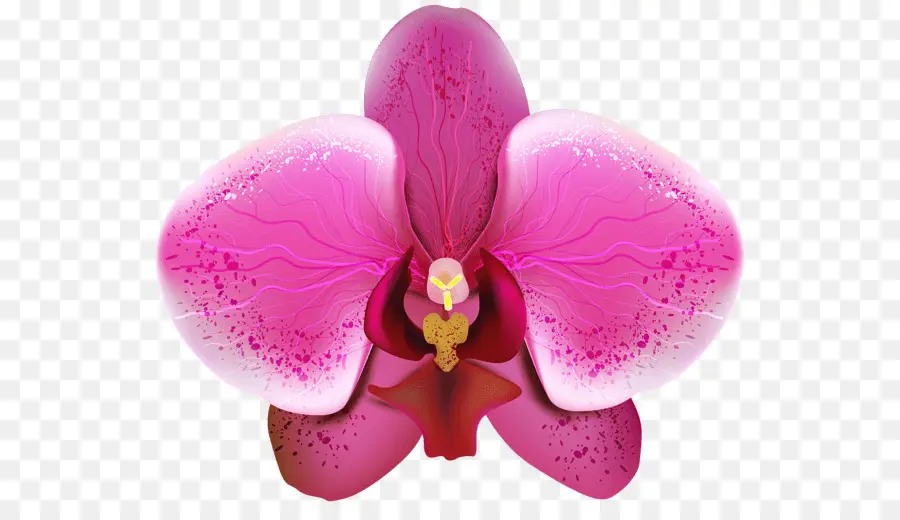 Les Orchidées，Le Papier Peint Du Bureau PNG