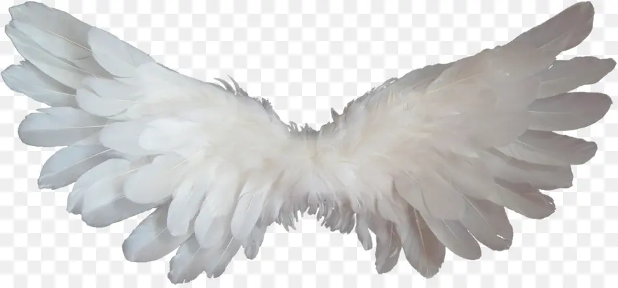 Ailes D'ange，Plumes PNG