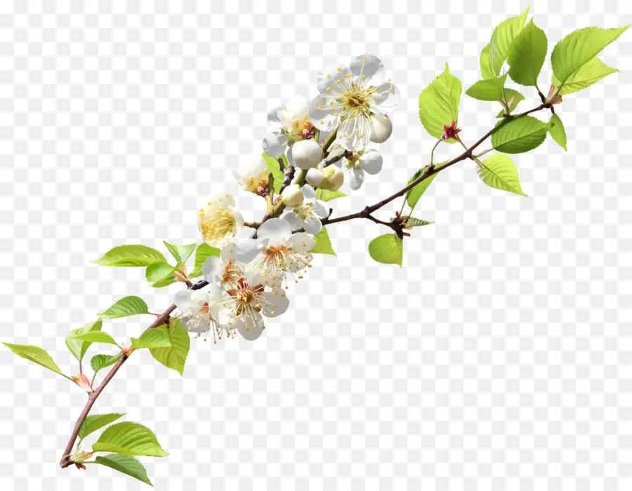 Fleurs Blanches，Bifurquer PNG