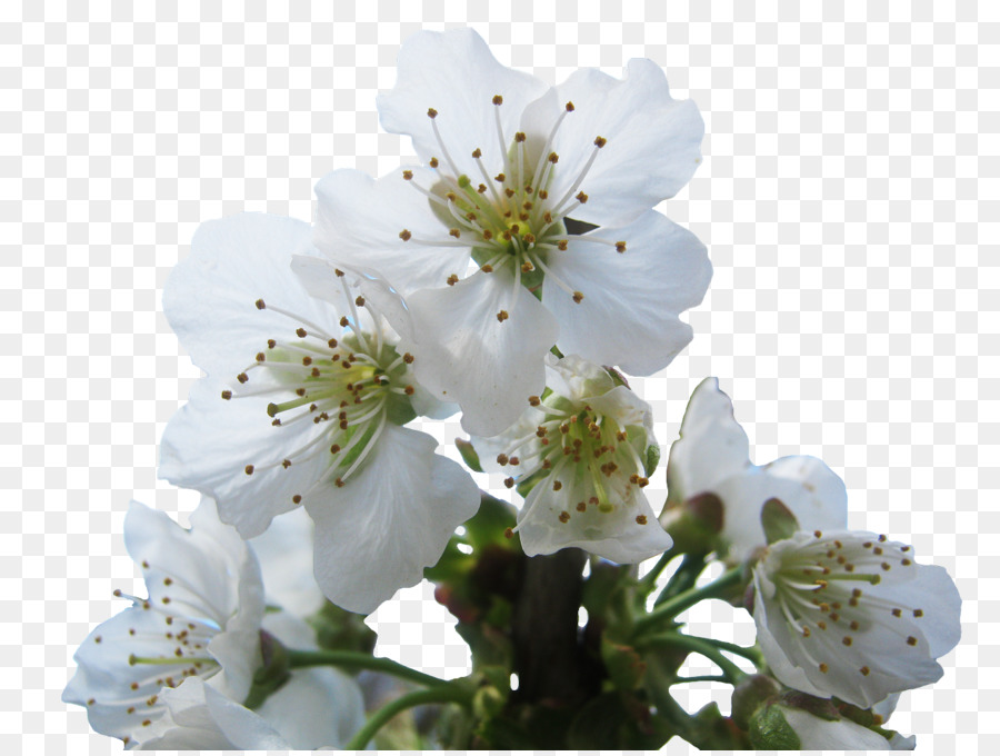 Fleurs Blanches，Fleurir PNG