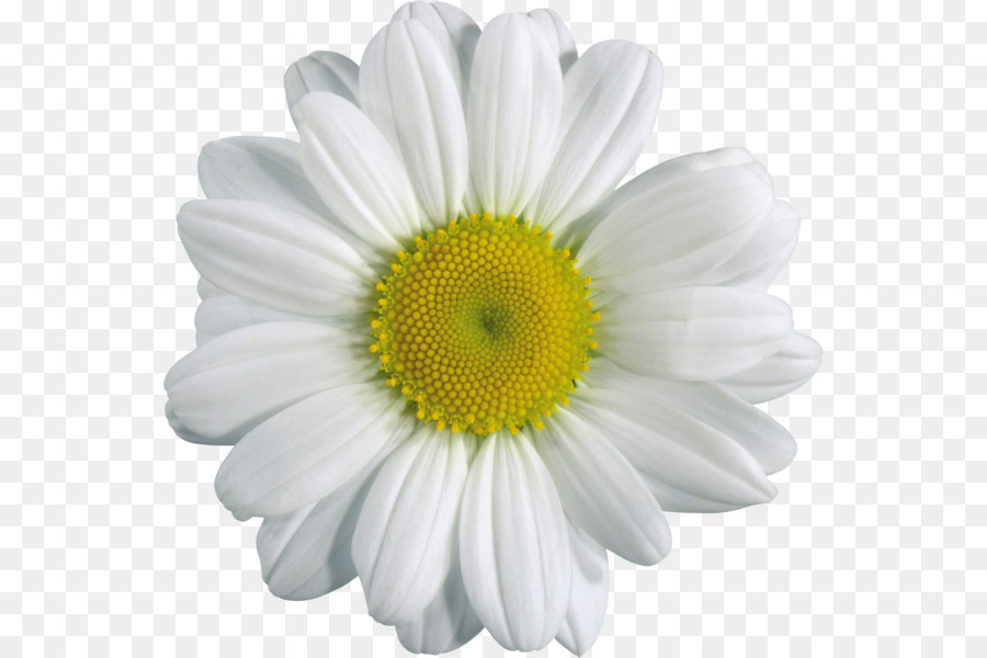 Marguerite Blanche，Marguerite PNG