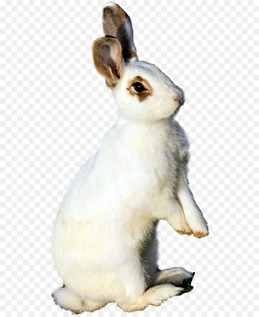 Lapin，Animal De Compagnie PNG