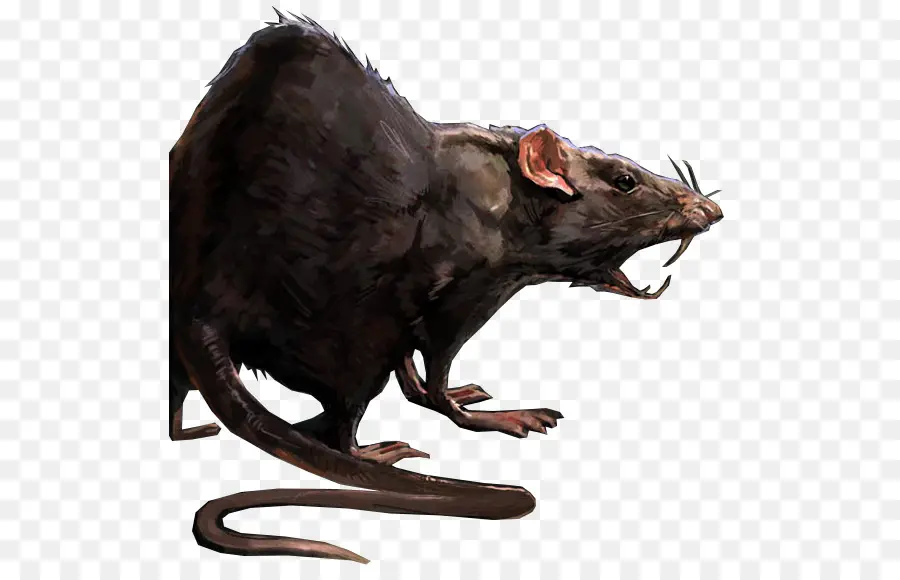 Rat，Rongeur PNG