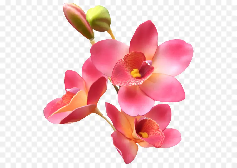 Orchidées Roses，Fleurs PNG