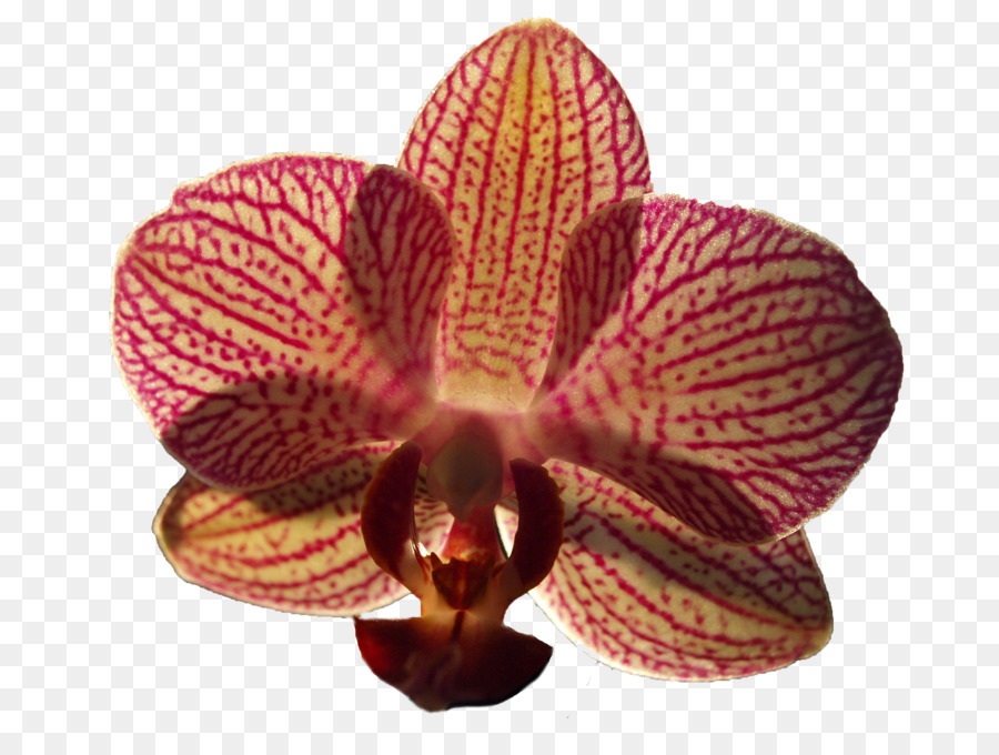 Orchidée，Floraison PNG