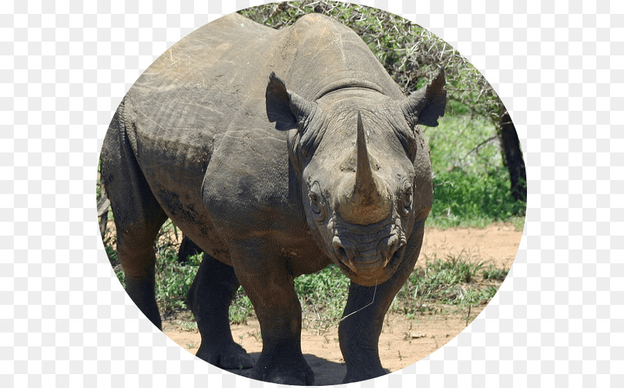 L Afrique，Rhinocéros PNG