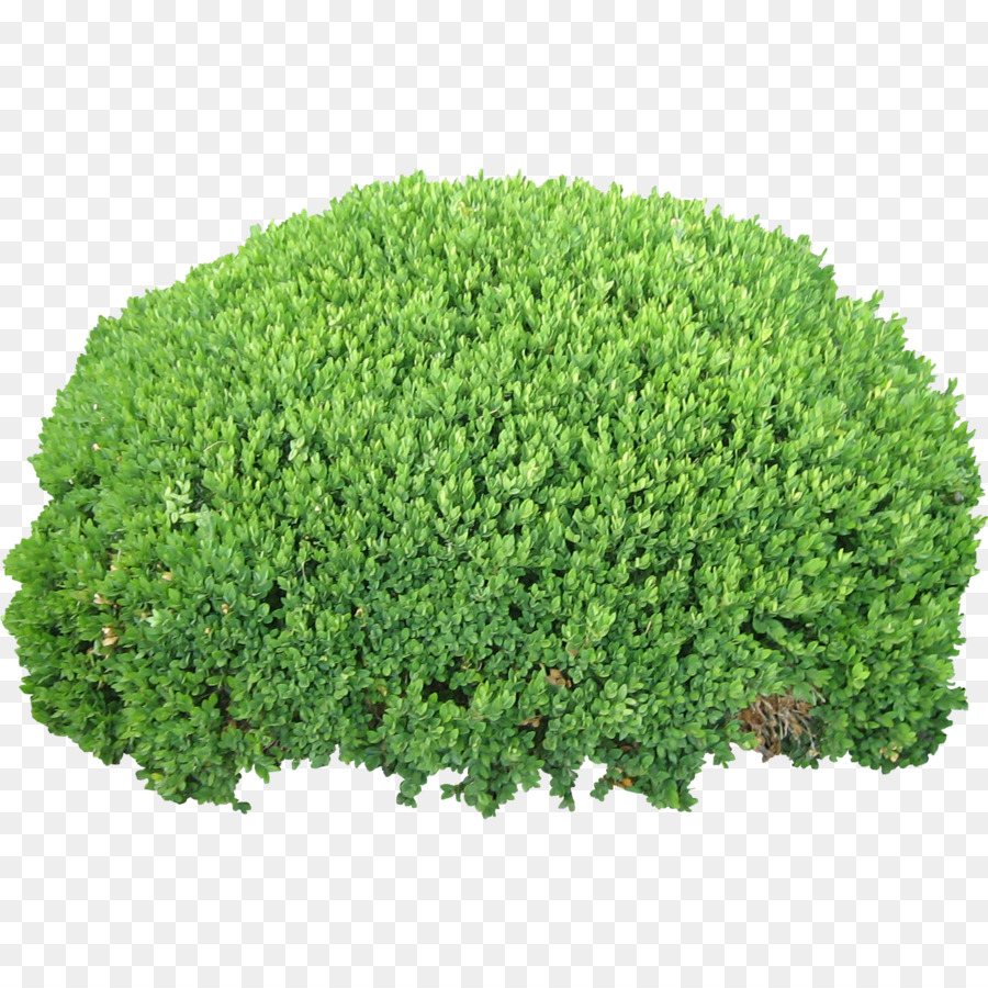 Arbuste，Plante PNG