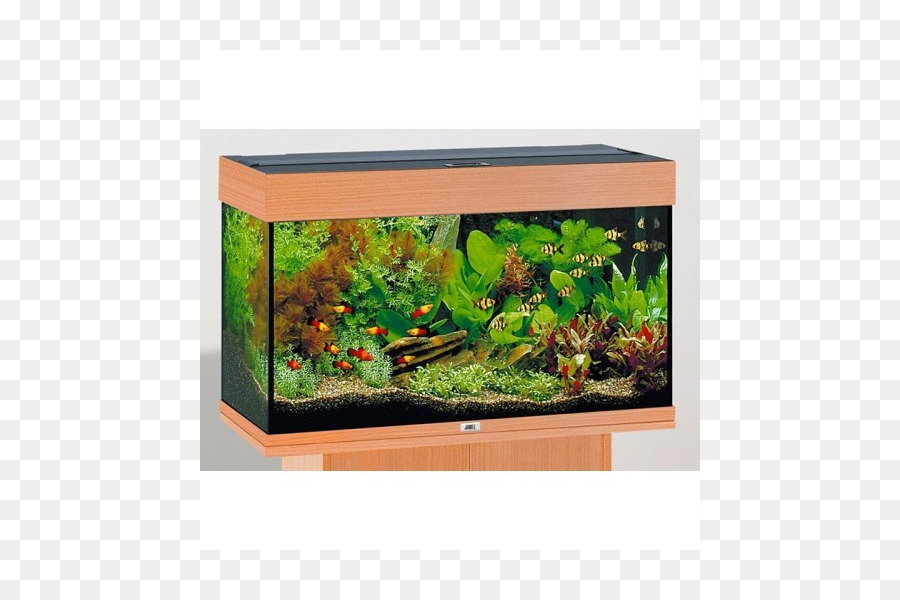 Aquarium，Poisson PNG