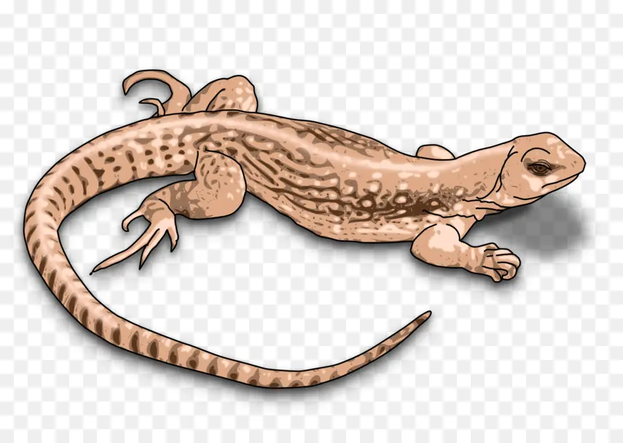 Lézard，Reptile PNG