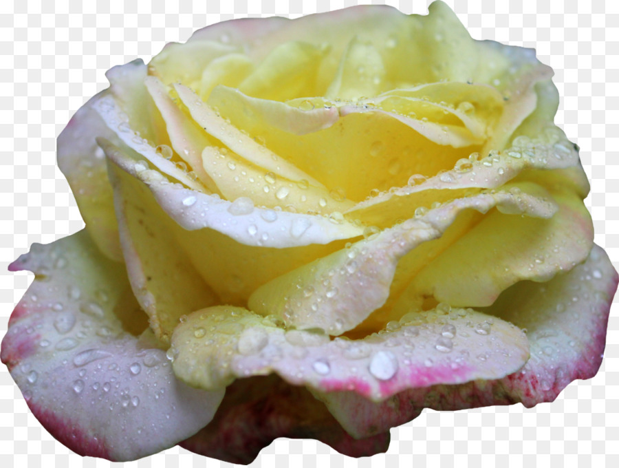 Rose，Nature PNG