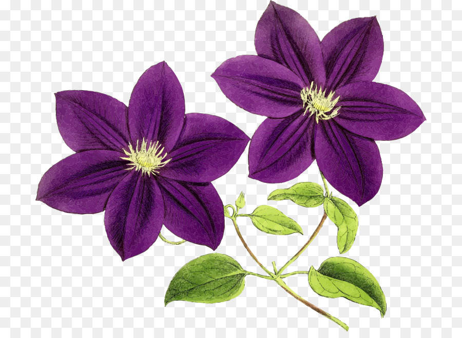 Fleurs Violettes，Fleurir PNG