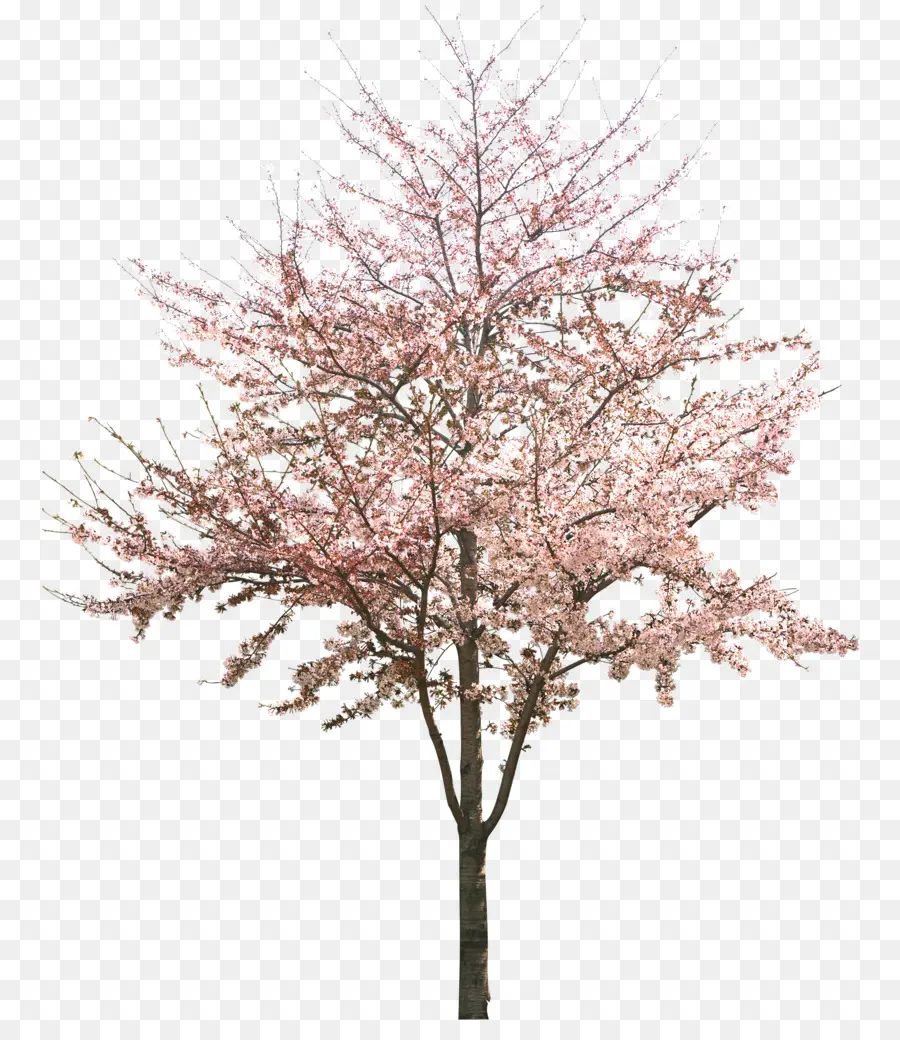 Fleur De Cerisier，Arbre PNG