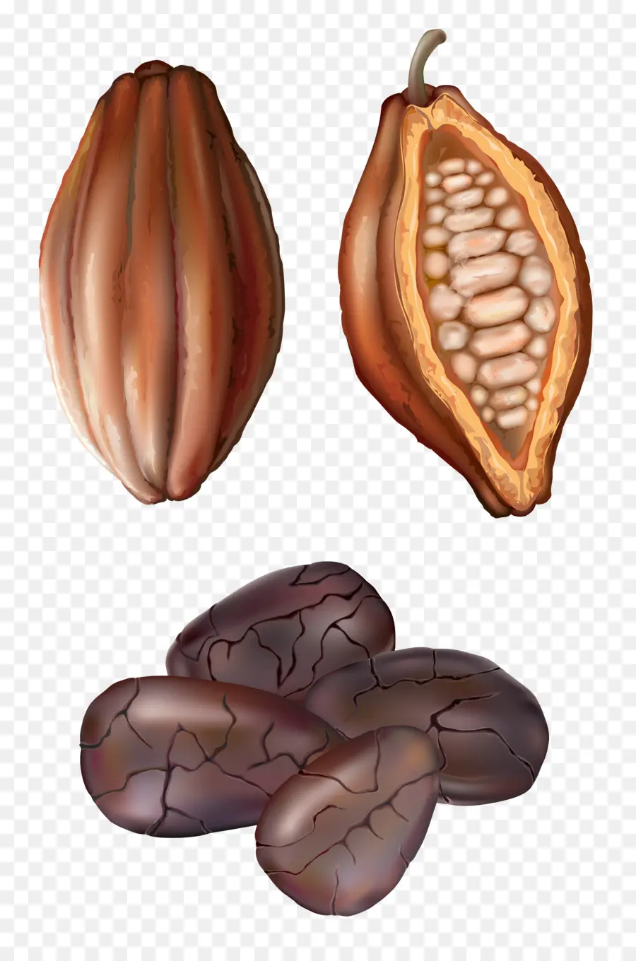 Fèves De Cacao，Gousse De Cacao PNG