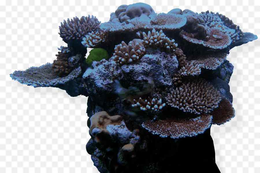 Corail Foncé，Marin PNG