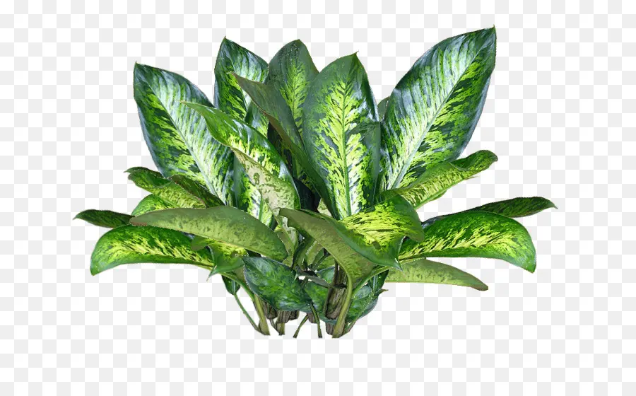 Plante，Laceleaf PNG