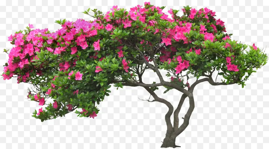 Arbre En Fleurs，Rose PNG