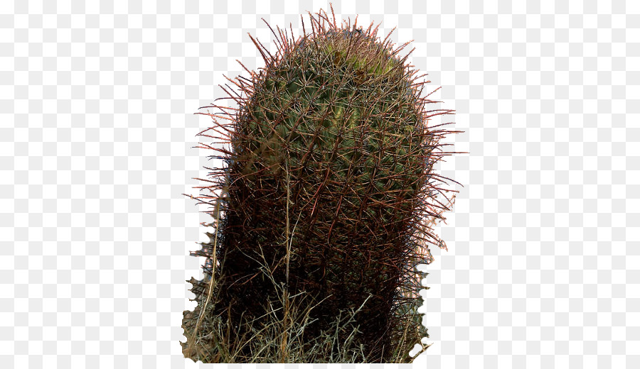 Cactus，Épines PNG