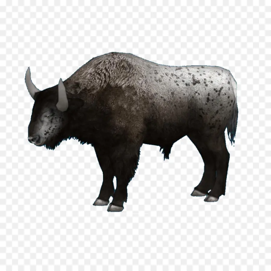 Bison Bonasus，Antiquus De Bison PNG