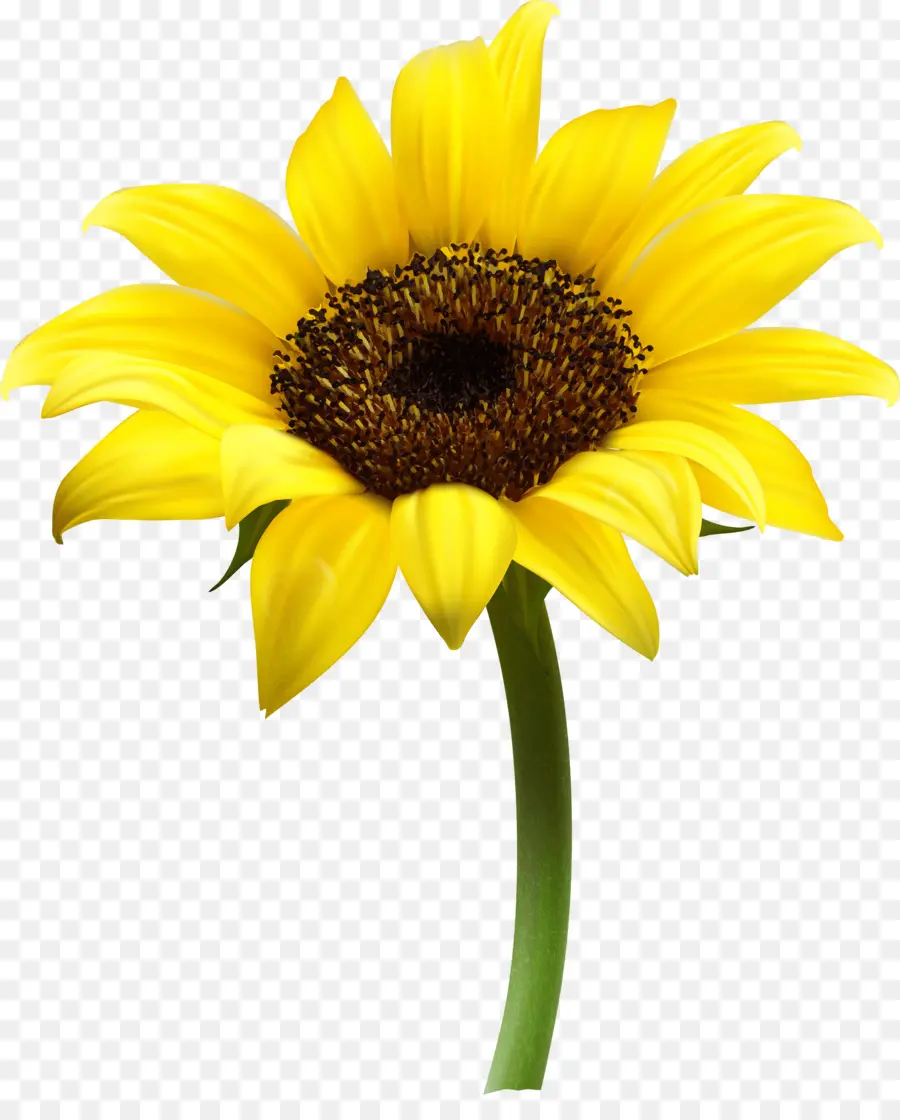 Commune De Tournesol，Postscript Encapsulé PNG