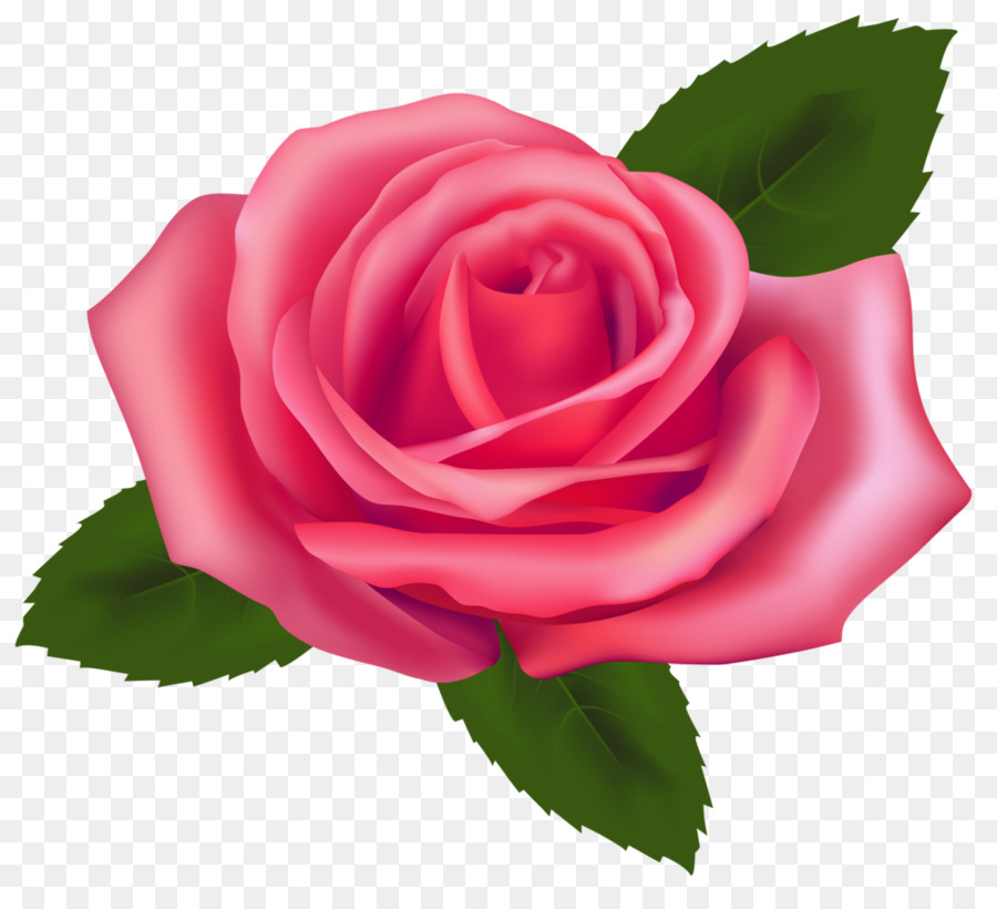 Roses，Floraison PNG