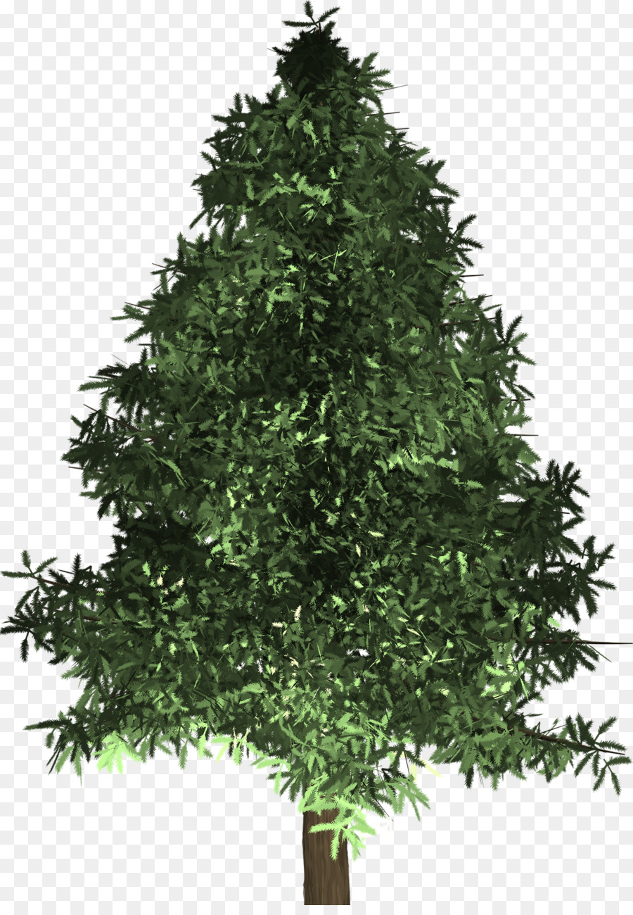 Arbre，Pin PNG