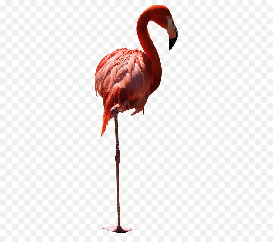 Flamant，Rose PNG