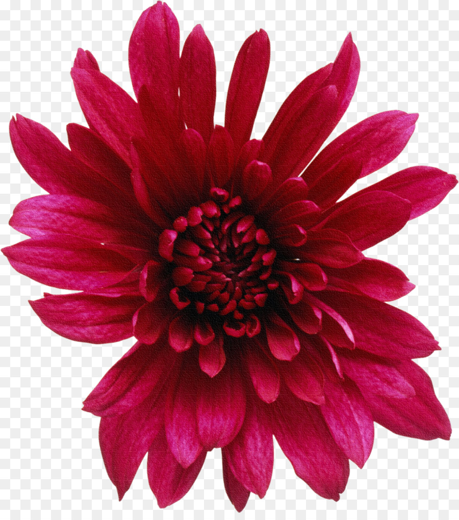 Fleur，Rouge PNG