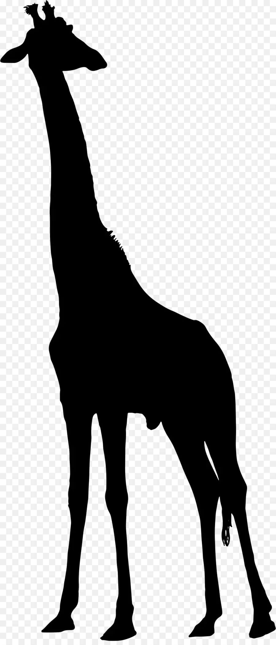 Silhouette De Girafe Noire，Faune PNG