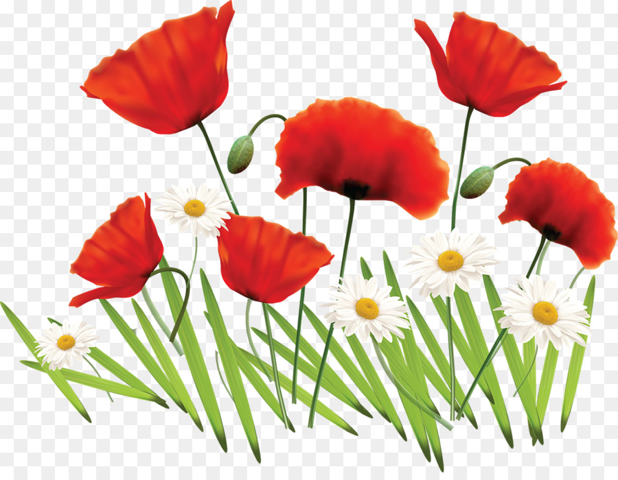 Fleurs，Coquelicots PNG