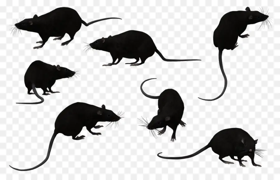 Rats，Silhouettes PNG