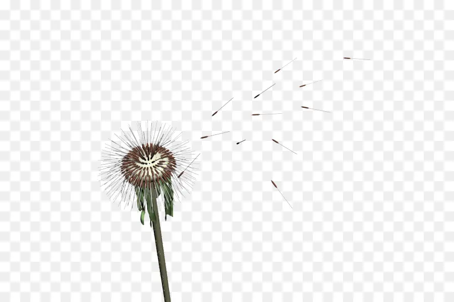 Pissenlit，Fleur PNG