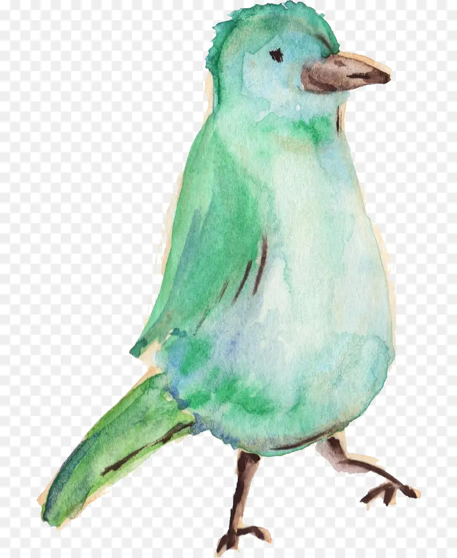 Oiseau Vert，Aquarelle PNG