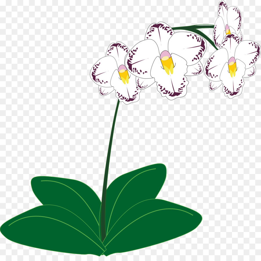 Les Orchidées，Plante PNG