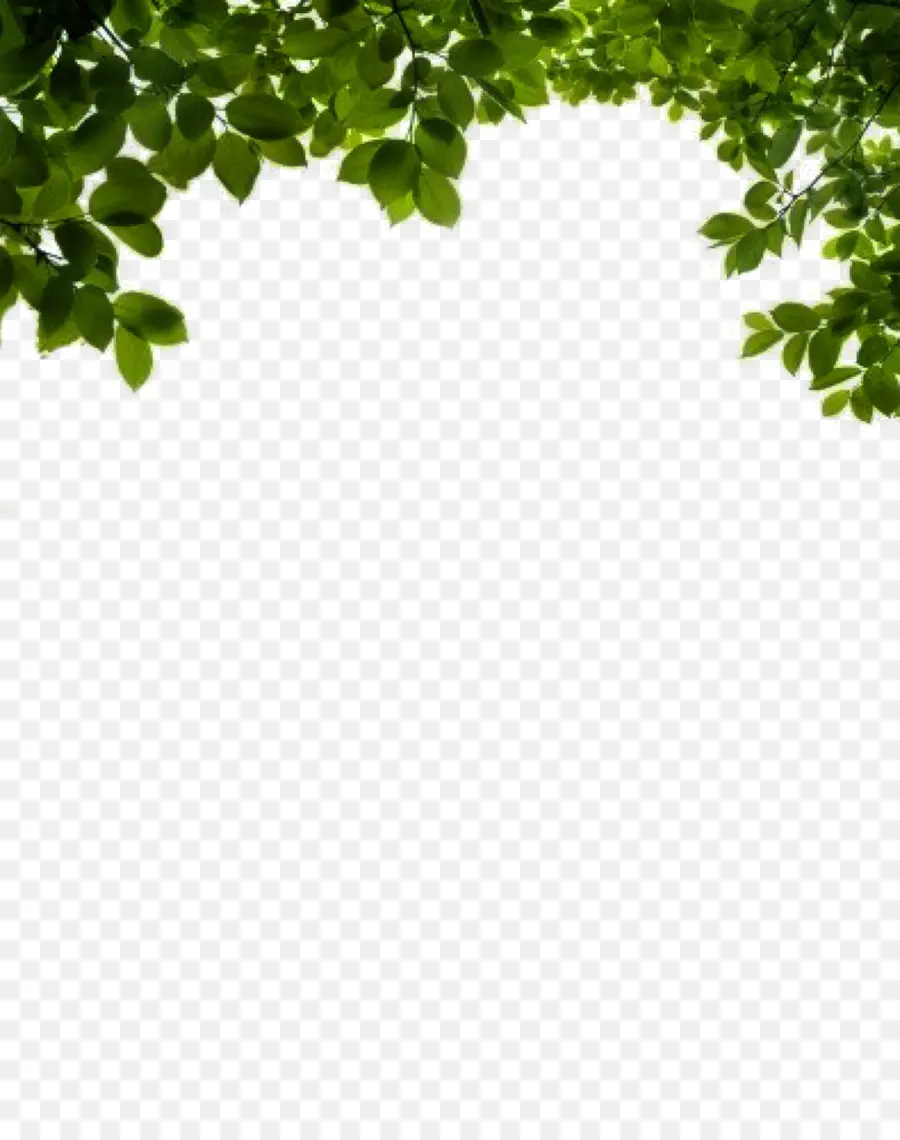 Branche，Arbuste PNG