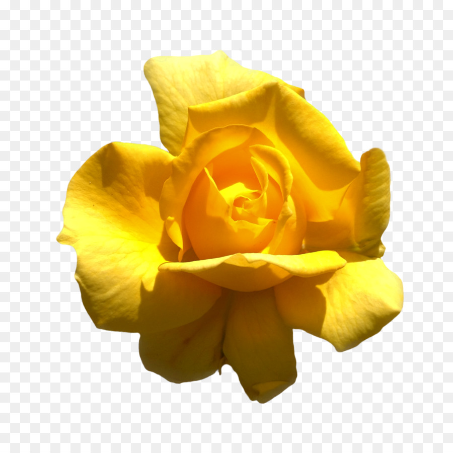 Rose Jaune，Pétales PNG