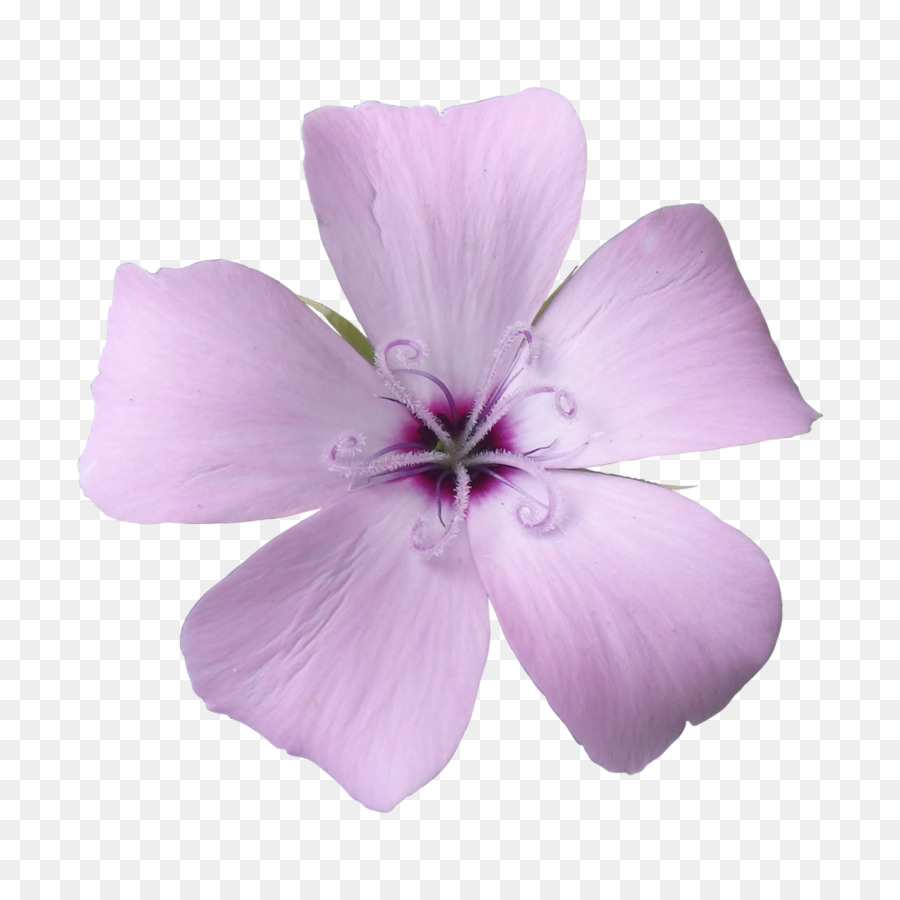 Fleur Violette，Pétales PNG