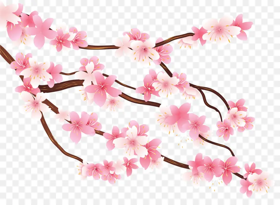Bifurquer，Fleur De Cerisier PNG