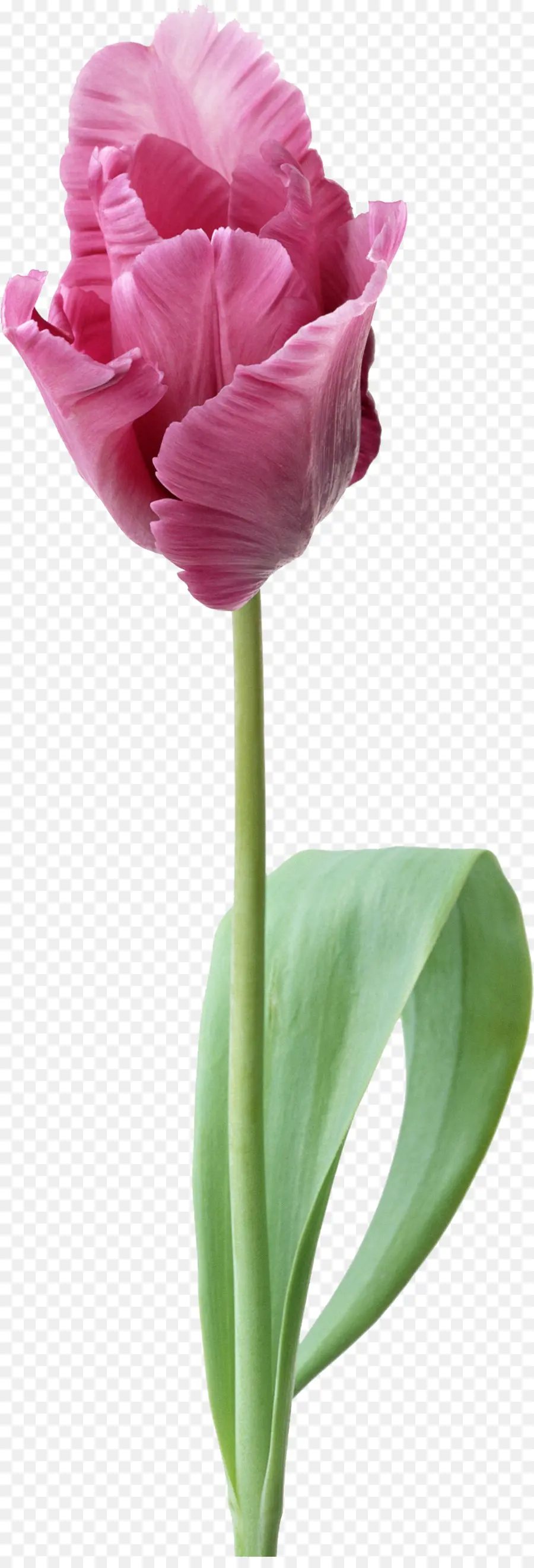 Tulipe，Fleur PNG