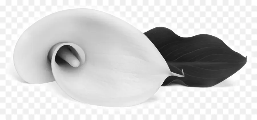 Lys Calla Blanc，Feuille Noire PNG