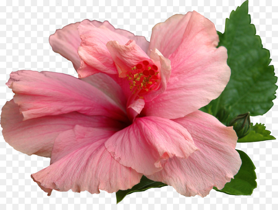 Hibiscus，Fleurir PNG