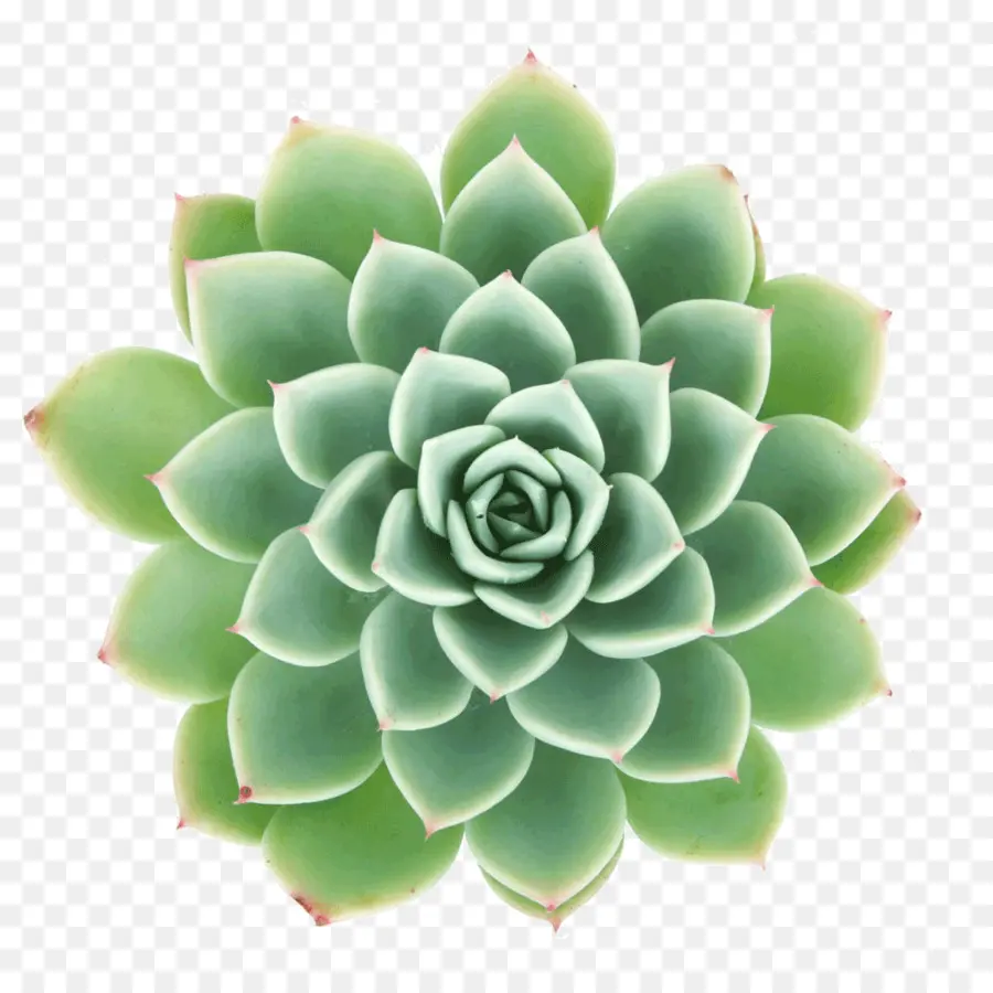 Succulent，Vert PNG